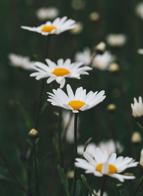 Free Beautiful close-up of daisies with white petals in a serene meadow setting. Stock Photo