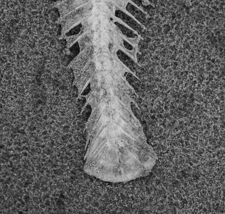 Fish Bone On Sand Beach