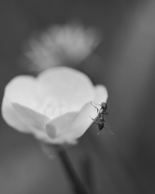 Close-up of an Ant on a Flower 