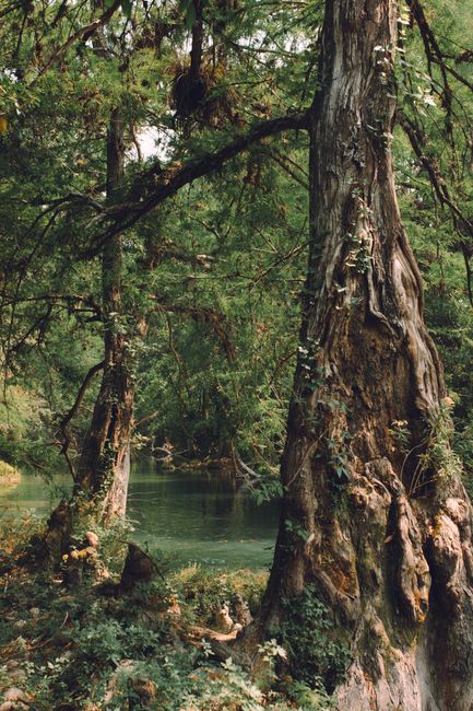 Serene forest scene with trees and a river in San Luis Potosí, Mexico, showcasing natural beauty.