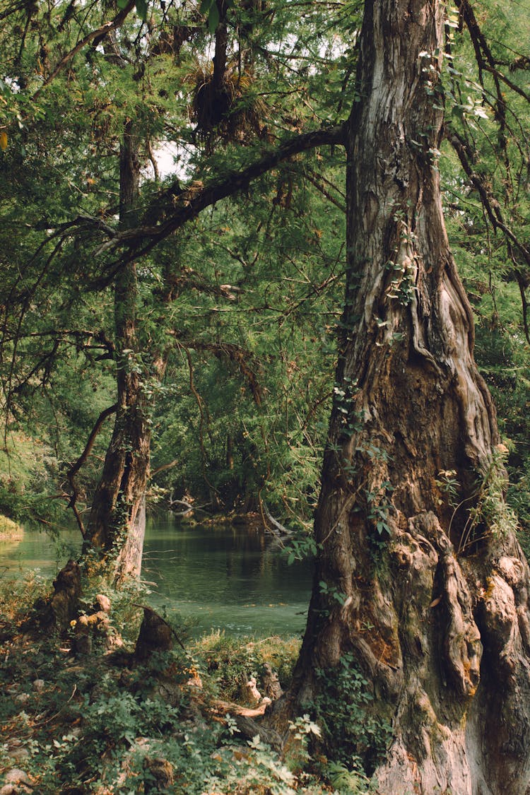 Trees In Jungle