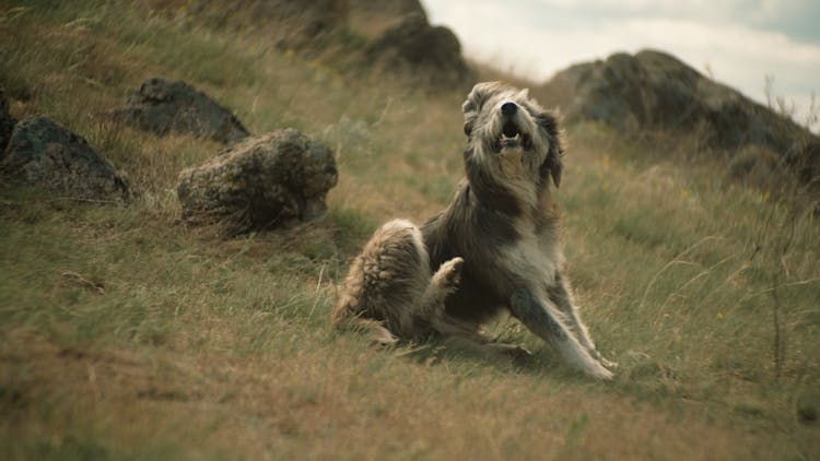 Dog Sitting In Grass 