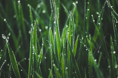 Close up of Grass with Dew