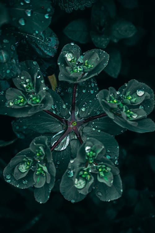 Kostenlos Kostenloses Stock Foto zu blätter, botanisch, dunkelgrün Stock-Foto