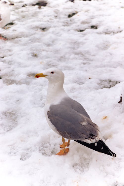 White and Black Bird on Snow Covered Ground