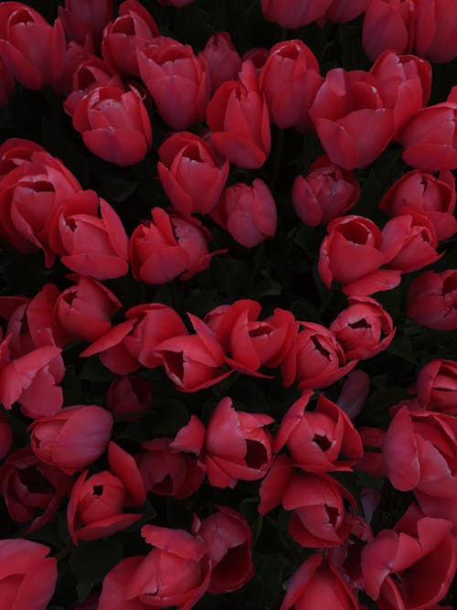Immagine gratuita di avvicinamento, delicato, fiori rossi
