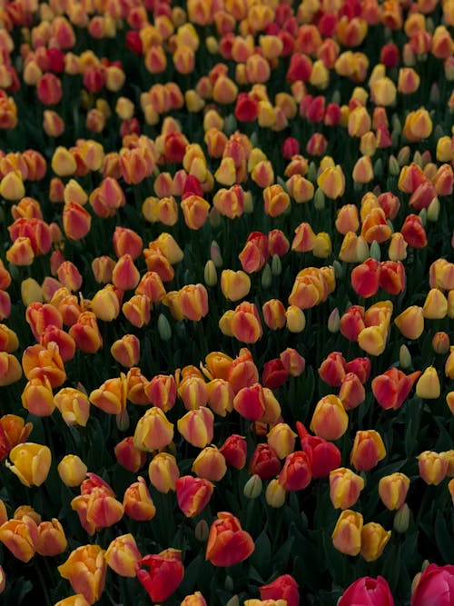 Beautiful Yellow and Red Tulips in Bloom