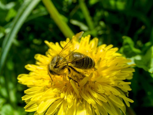 Close-Up Shot of a Bee Perched on a Yellow Flower