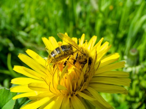 Free Detailed close-up of a bee collecting pollen from a vibrant yellow flower in nature. Stock Photo