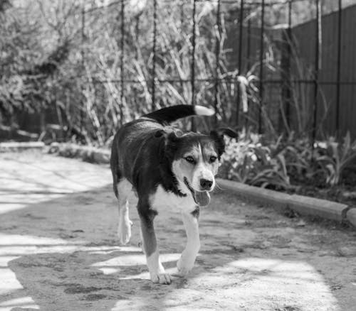 Free Grayscale Photo of a Dog Walking Stock Photo