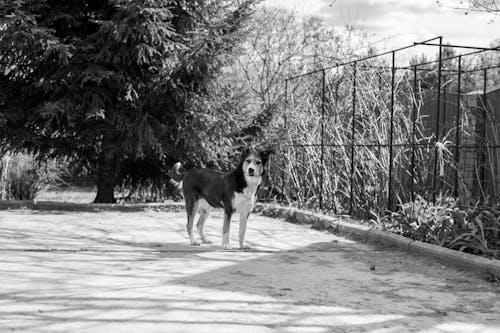 Grayscale Photo of a Dog