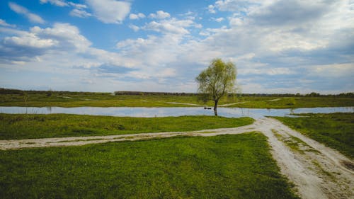 A Tree on a Grassy Field