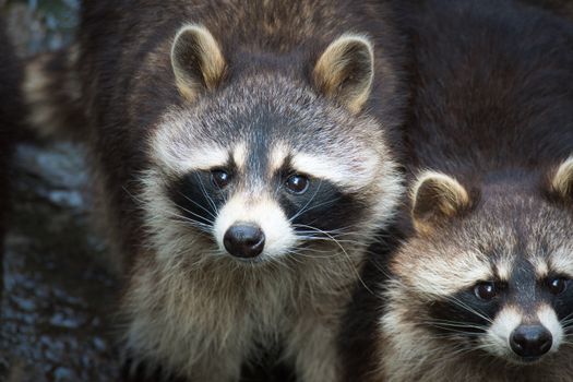A detailed close-up image of two raccoons gazing intently, showcasing their distinct black masks.