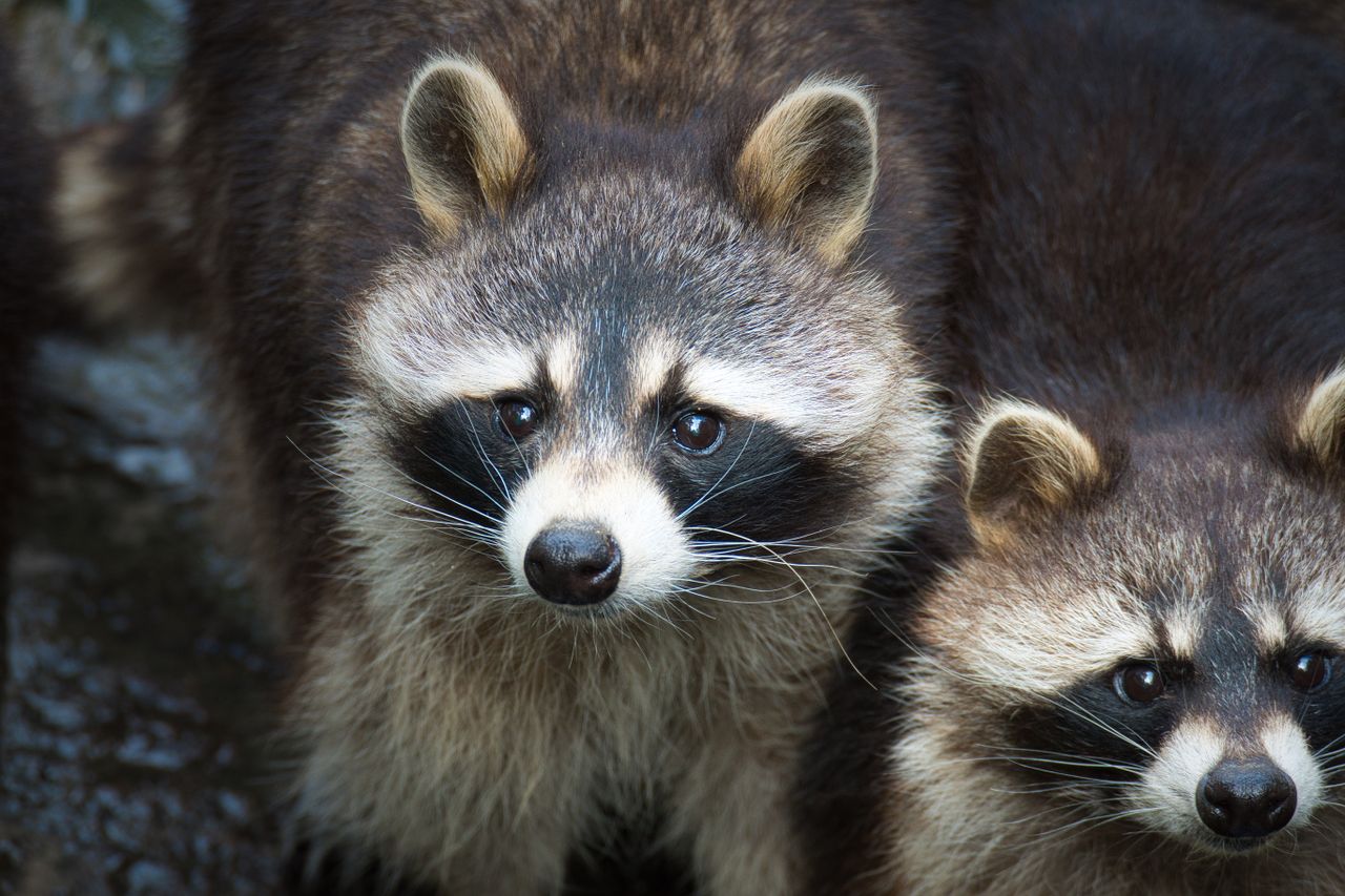 a detailed close up image of two raccoons gazing intently showcasing t
