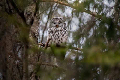 A Ural Owl Perched on a Tree Branch