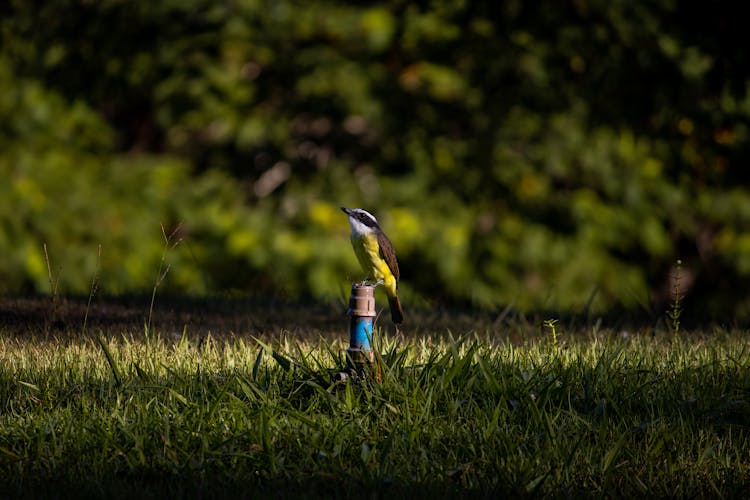  Bird Perched On Green Grass Sprinkler