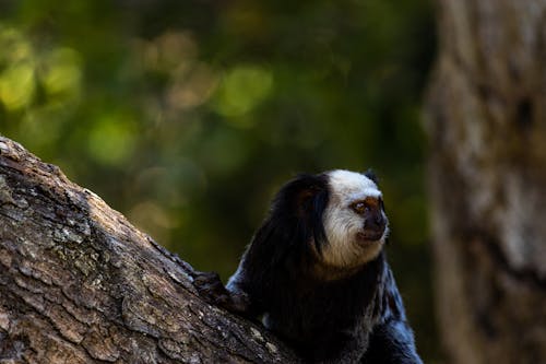 Foto d'estoc gratuïta de animal, branca d'arbre, bufó