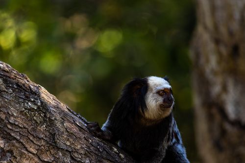 Free A marmoset monkey perched on a tree branch in a lush Brazilian forest. Stock Photo