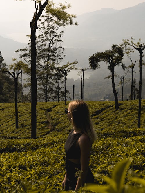 Tea plantations