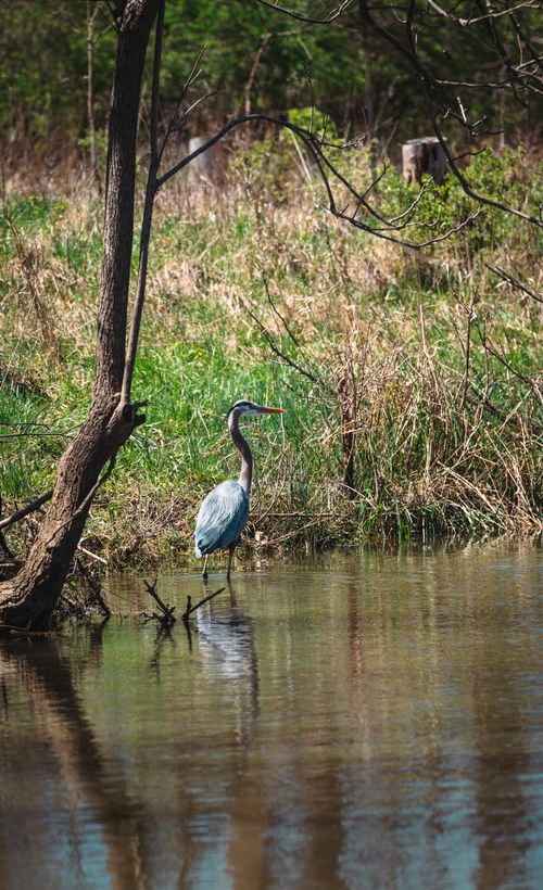 Free Graceful blue heron stands by a serene waterbank, surrounded by lush greenery. Stock Photo