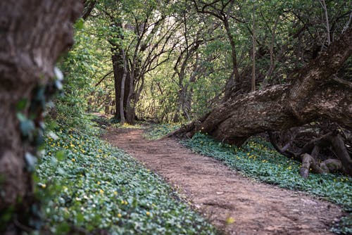 Foto profissional grátis de árvores, caminho, floresta