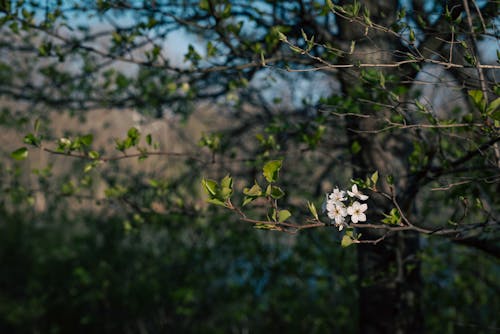 경치, 공원, 꽃이 피는의 무료 스톡 사진