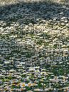 White and Yellow Flower Field