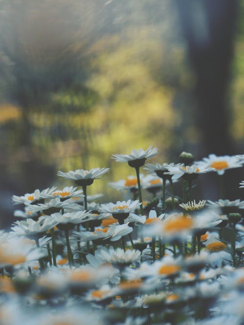 White and Yellow Flowers in Tilt Shift Lens