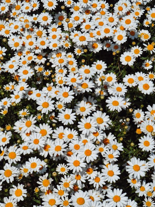 Free Close-Up Shot of White Daisies in Bloom Stock Photo