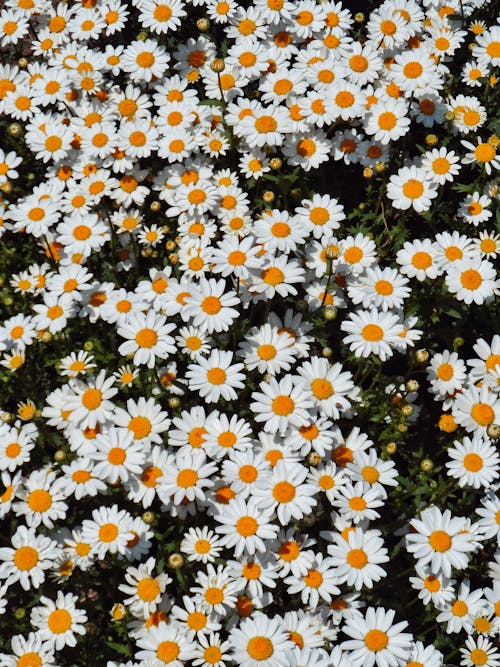 Foto profissional grátis de aumento, de flores, delicado