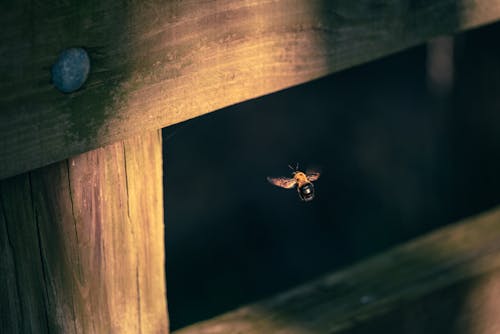 Close-up of a Flying Bumblebee