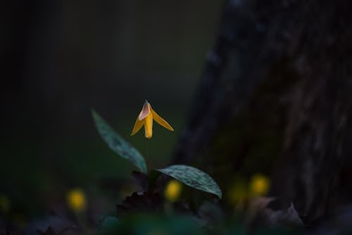 Foto d'estoc gratuïta de creixement, delicat, flor