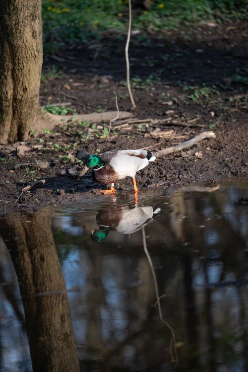 Free Mallard duck standing by a pond, capturing its reflection in water. Stock Photo