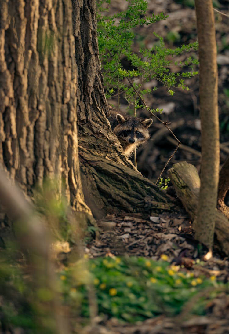 A Raccoon Hiding On A Tree