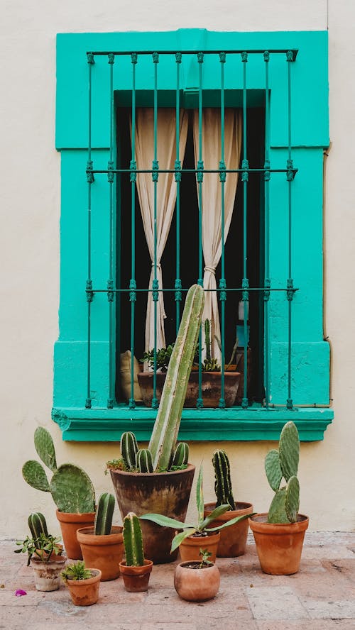 Kostnadsfria Kostnadsfri bild av anläggning, fönster, kaktus växter Stock foto