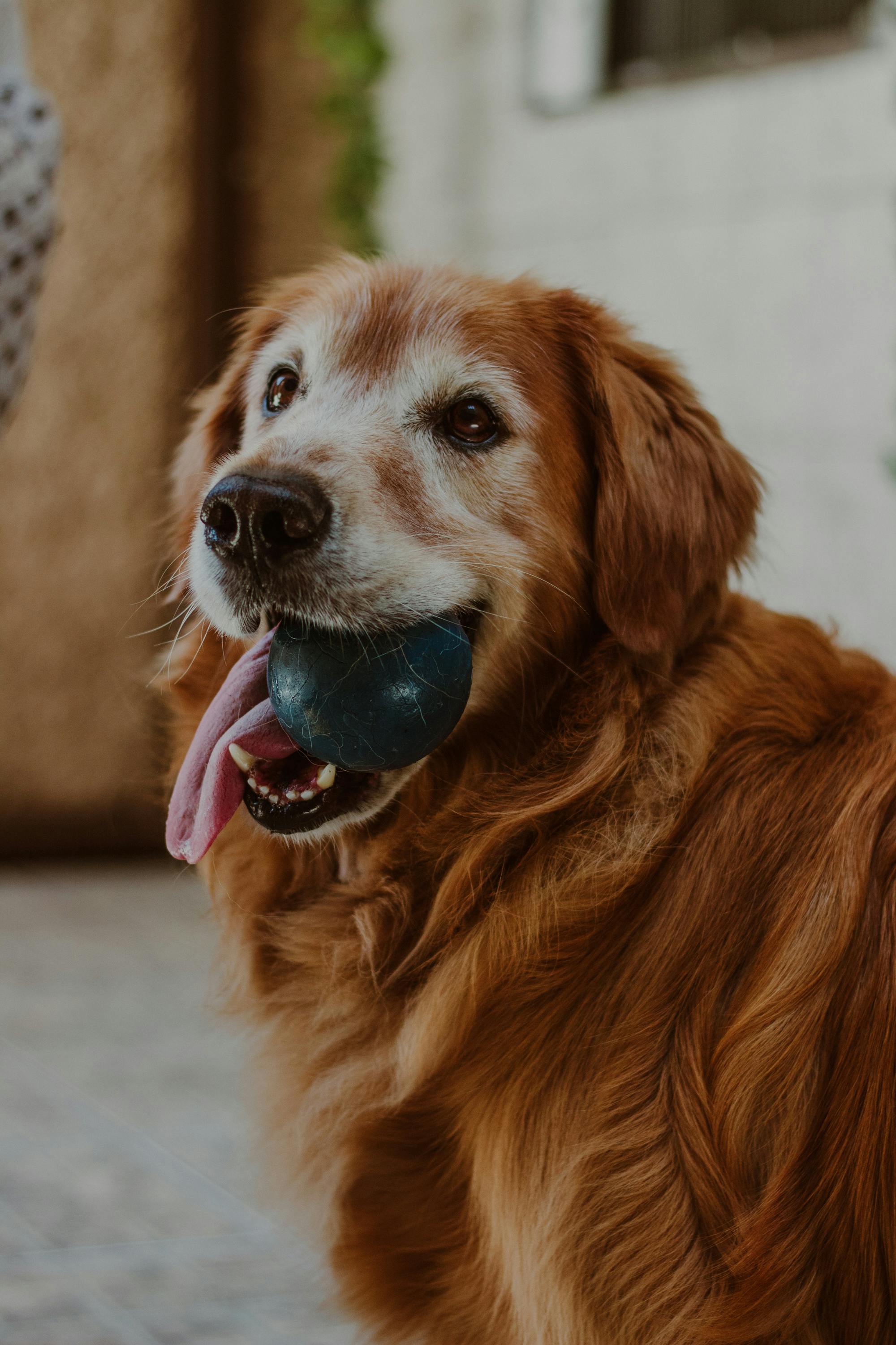 Lexica - Portrait of a golden retriever in an anime draw