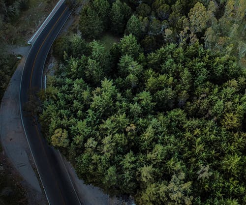 Základová fotografie zdarma na téma asfaltová silnice, dřevo, křivka