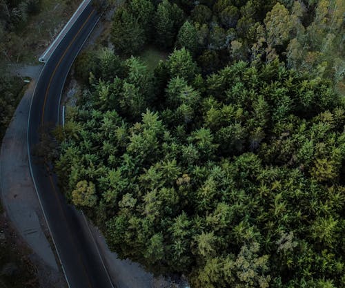 Green Trees Beside the Asphalt Road