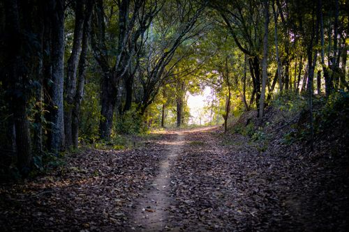 Free Peaceful dirt path curving through a lush green forest in Brazil, dappled sunlight casting soft shadows. Stock Photo