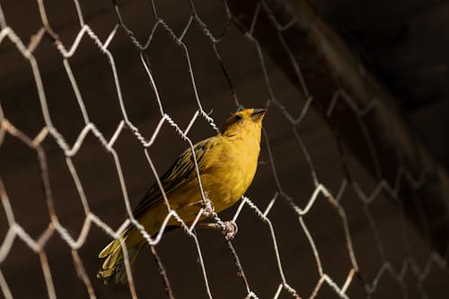 Foto d'estoc gratuïta de animal, au, aviari