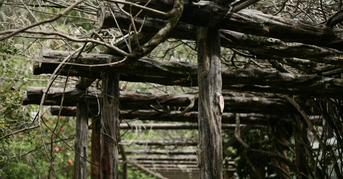 Trellis With Climbing Plants In A Garden Setting