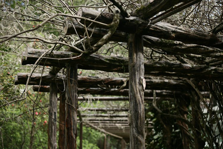 Plant Vines On Wooden Trellis