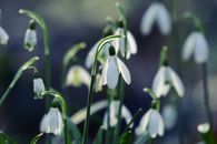 Snowdrops