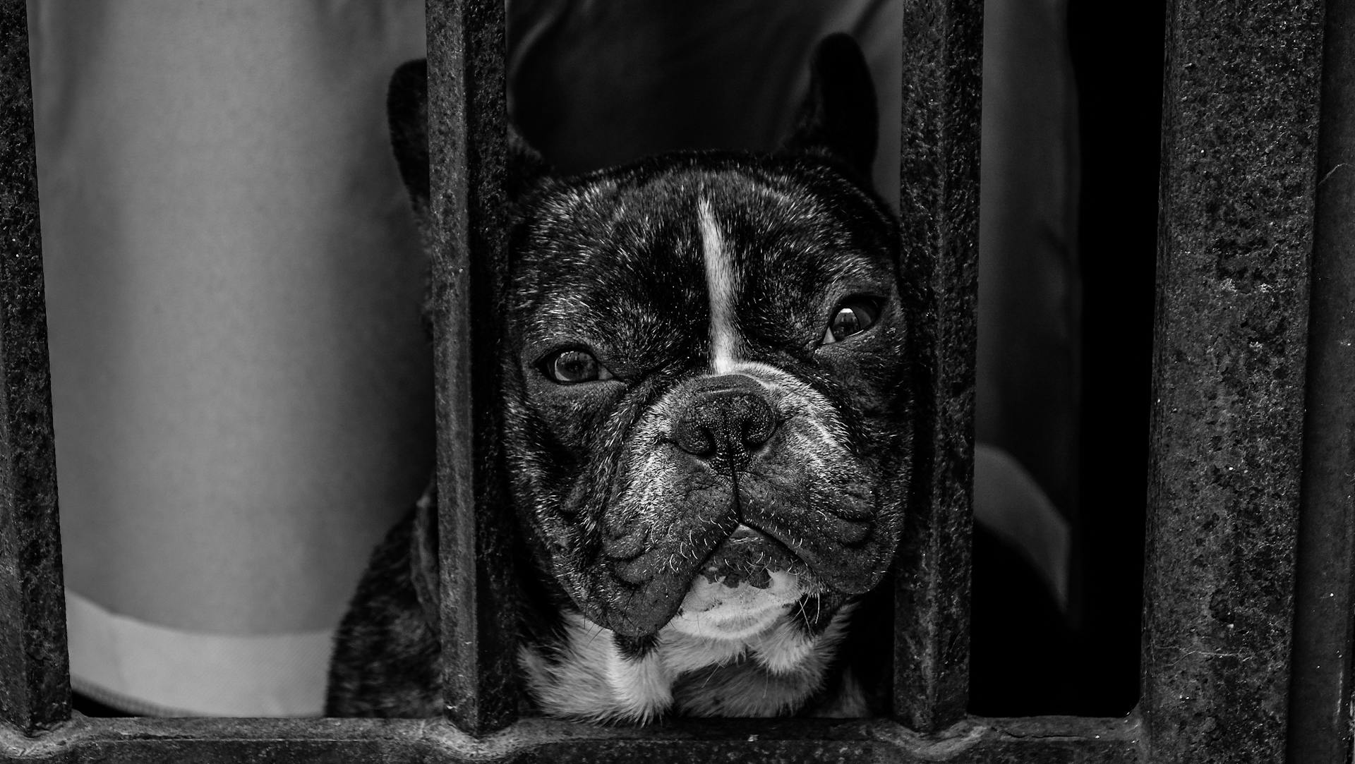 Black and White French Bulldog