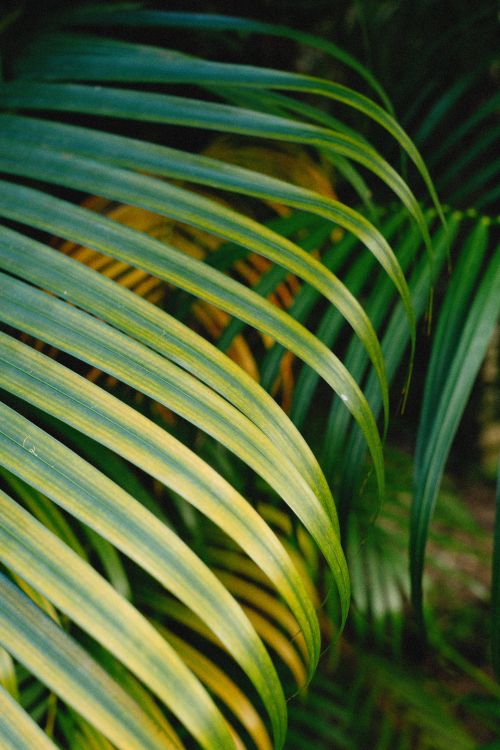 Free Vibrant close-up of lush tropical palm leaves highlighting nature's beauty. Stock Photo