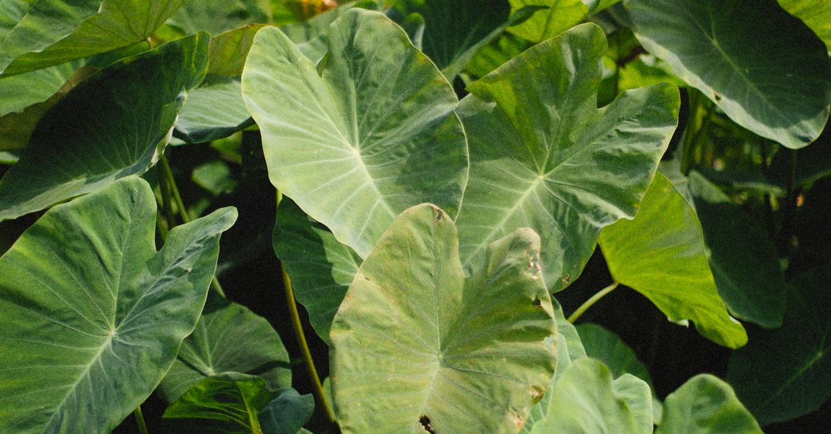 Photo by Alexey Demidov Expansive view of vibrant taro leaves in a lush rural plantation under natural daylight.