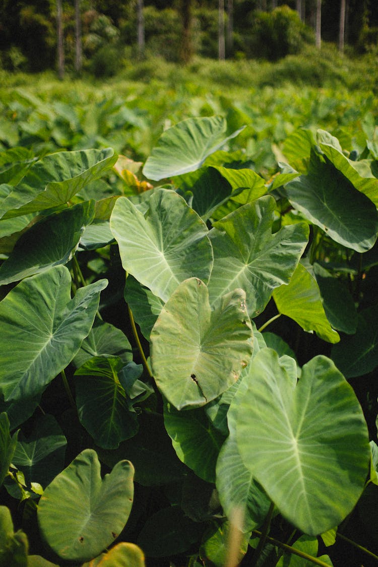 Big Leaves Of A Taro Plant