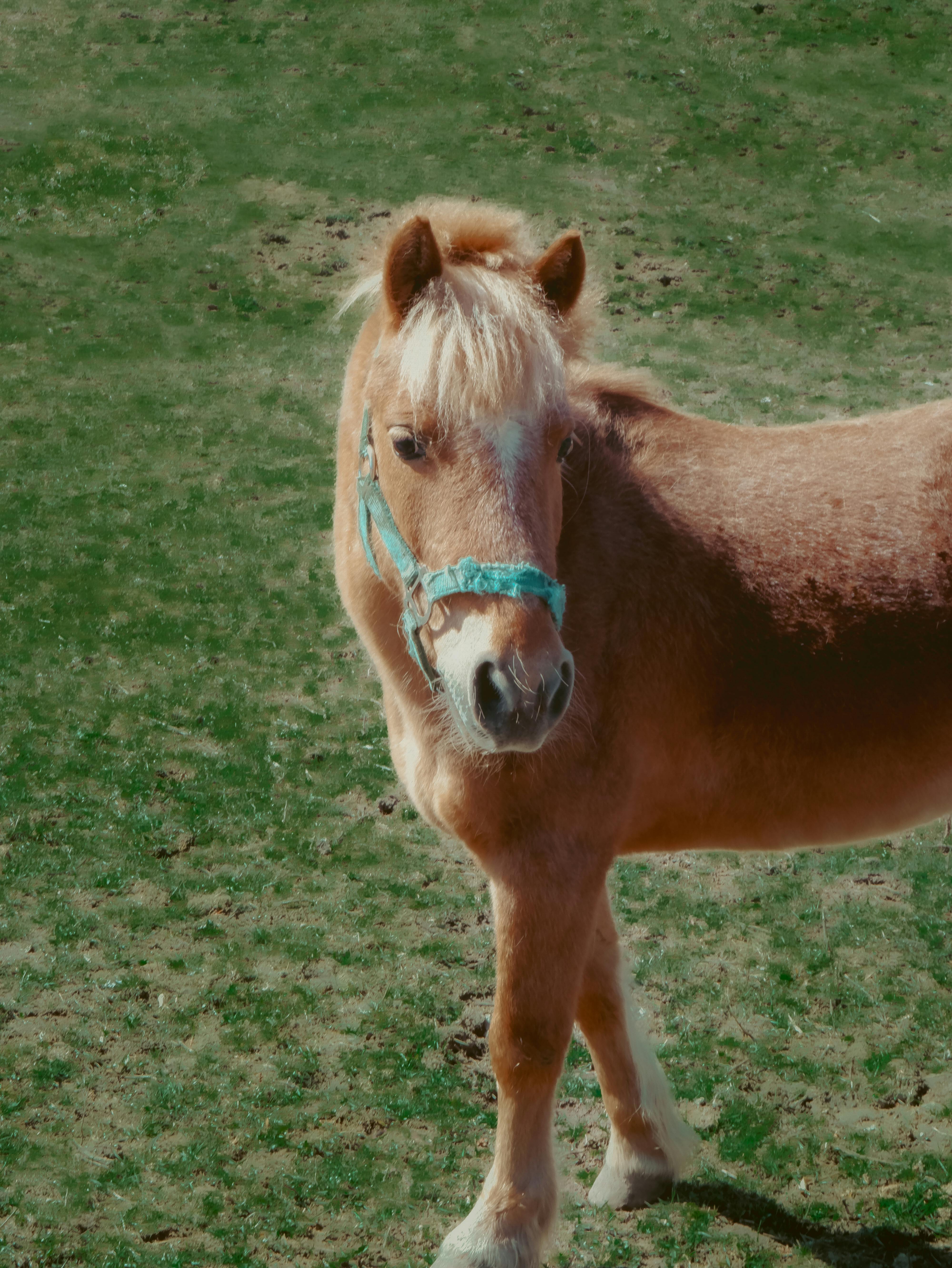 brown horse on green grass field