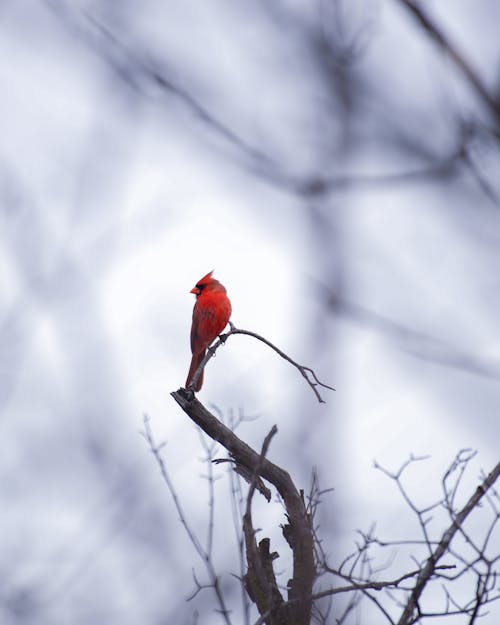 A Northern Cardinal Perched on a Branch 