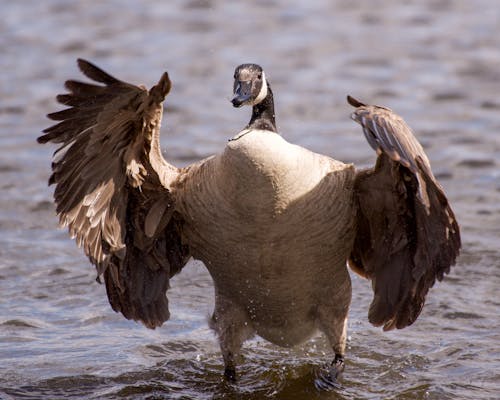 Close-Up Shot of a Goose 